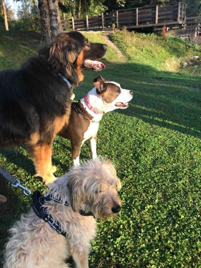 Holiday Guesthouse La Casina Di Butzi Pet Friendly - Terme Di Arta - Zoncolan Arta Terme Ngoại thất bức ảnh